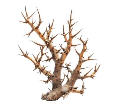 A tree with many thorns and a brown trunk
