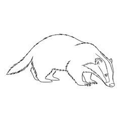 Broad Badger Distinctive Character Scope - Badger vector - Badger Line art - Badger Drawing - Vector Lineart of Badger - Badger icon - its universally recognized imposing visage

