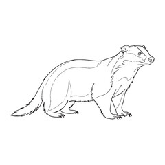 Ultimate Badger Untamed Spirit Notion - Badger vector - Badger Line art - Badger Drawing - Vector Lineart of Badger - Badger illustration - its true inherent wild being

