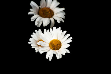 daisies on black background