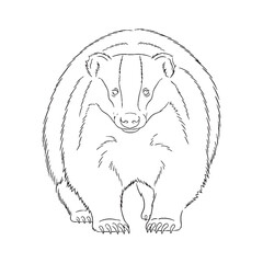 Formidable Badger Silent Presence Aura - Badger vector - Badger Line art - Badger Drawing - Vector Lineart of Badger - Badger illustration - its inherent enigmatic wild might

