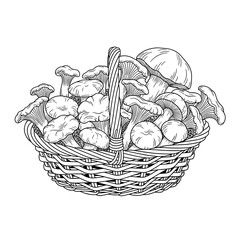 Fototapeta premium Basket filled with assorted mushrooms in black and white illustration, detailed drawing