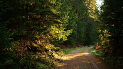 Obraz premium Sunlight filters through dense evergreen trees onto a winding dirt path in a tranquil forest setting
