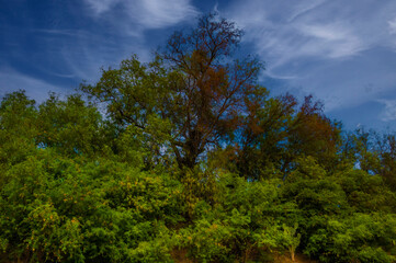 A vibrant and dense forest scene captured under a dramatic blue sky with streaks of soft white...