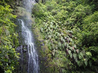 Waterfall flowing over green cliff covered with ferns on the Levada do Caldeirao Verde PR9 trail,...