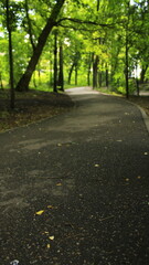 Fototapeta premium road in summer park
