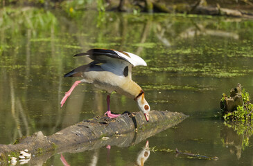 Egyptian goose on a tree trunk in a pond, Egyptian goose in the sunshine, Alopochen aegyptiaca,...