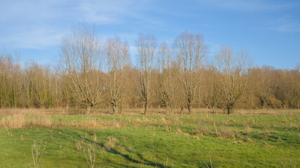 Row of bare pollard willows in a green meadow in the Oude Kalevallei nature reserve near Ghent, Belgium 
