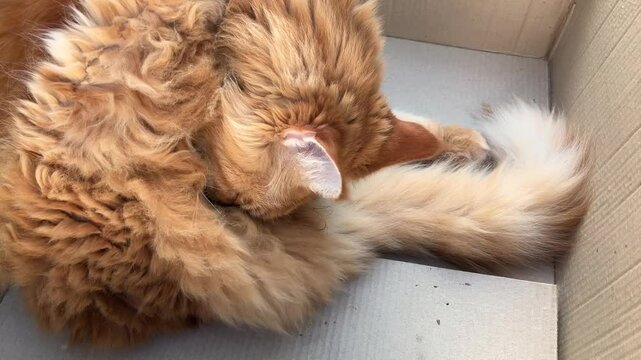 Ginger Maine Coon cat grooming under its tail itself seating in cardboard box
