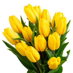 Fototapeta premium Bright Yellow Tulip Bouquet with Fresh Green Leaves, Isolated on Transparent Background