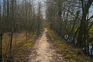 Hiking trail through a sunny bare winter forest in Vinderhoutse bossen nature reserve, Flanders,...