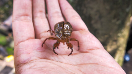 an empty dry cicada skin on hand. cicada molting cycle. cicada shedding its hard skin to allow for...