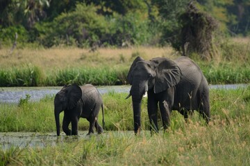 Fototapeta premium Mother and baby elephant wading in a river in africa