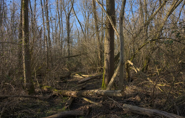 sunny bare forest wilderness with fallen trees in Vinderhoutse Bossen nature reserve, Ghent, Flanders, Belgium 