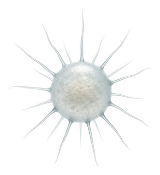 Actinophrys sol with globe-like shape and extending axopodial arms