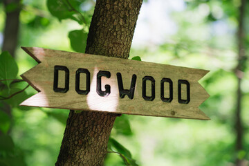 A sign for a dogwood tree, in an American forest.