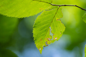 Tree leaves eaten by bugs in an American forest.