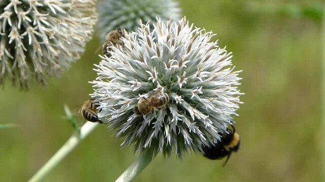 Honey bees and bumblebee collecting nectar form echinops (Globe thistle)