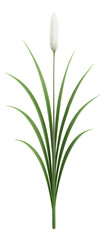 White beak-sedge with fine, grass-like leaves and slender, white-tipped inflorescence