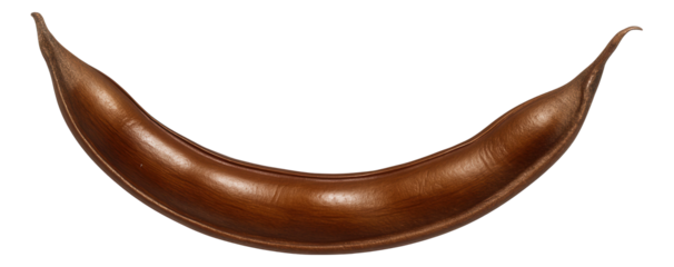 Broom shrub seed pod with elongated, curved shape and smooth, brown surface