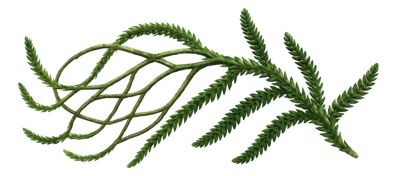 Alpine clubmoss with creeping stems and small, scale-like leaves