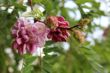 Beautiful pink flowers and green leaves on an acacia tree