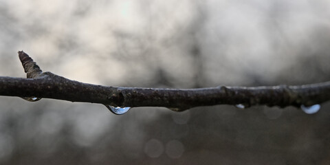  Closeup of of a twig with one rain drop, selective focus with bokeh background 