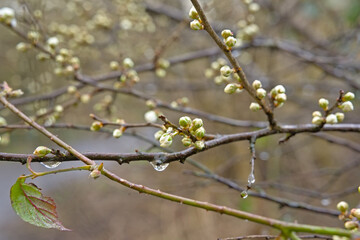 Branches with white flower buds and raind drops of a blackthorn tree, selective foucs - Prunus spinosa 