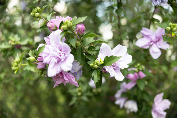 Rose of Sharon