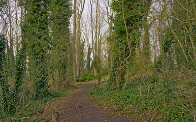 Trail along bare winter trees covered in ivy in bourgoyen nature reserve, Ghent, Flanders, Belgium