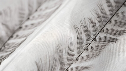 Raw Feathered Fabric Texture with Elegant White Layered Design