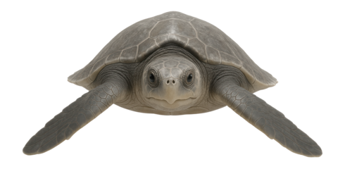 Kemp's ridley sea turtle with circular, grayish shell and broad flippers