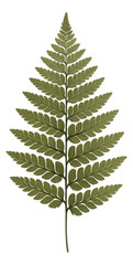 Pressed fern frond showing uniform leaflet arrangement in genetically eroded population
