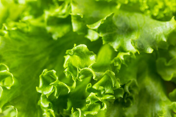 Raw Organic Fresh Baby Green Leaf Lettuce