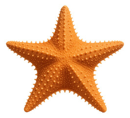Five-pointed starfish with a rough, orange epidermis and short spines