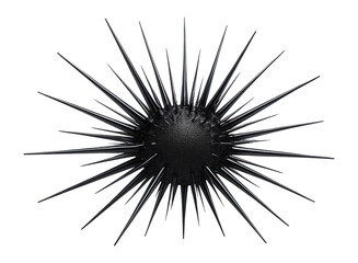 Obraz premium Long-spined sea urchin with elongated, sharp spines and dark central body