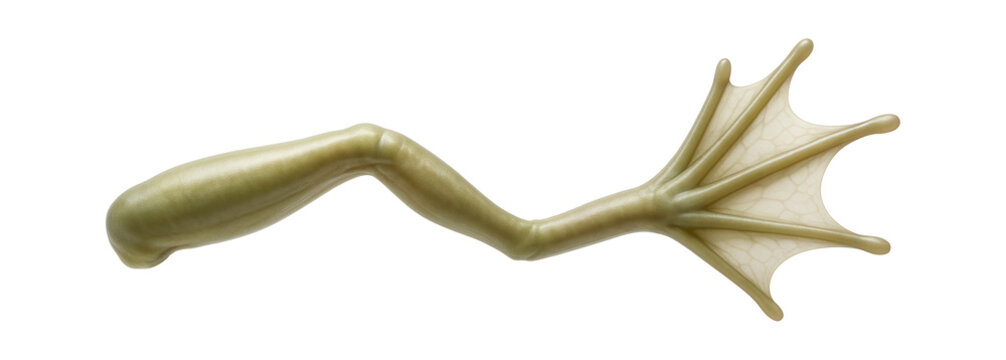 Frog hind limb with elongated toes and webbed skin