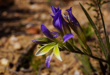 Beautiful multi-colored flower of Olifants Bobbejaantjie (Babiana mucronata) in natural habitat on...