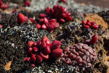 Two succulent plants growing on Gifberg, Crassula clavata and Conophytum swanepoelianum, Western...