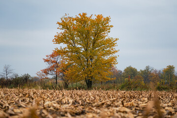 A tree turning colors in the fall, in a farm field.