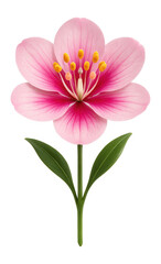 Fototapeta premium Hermaphroditic flowering plant with both stamens and pistils visible in bloom