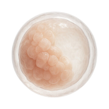 Embryo at early blastocyst stage with zona pellucida still intact