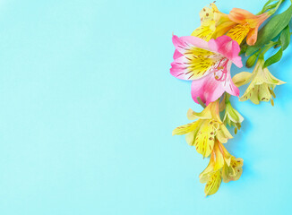 Vibrant yellow and pink alstroemeria flowers arranged on a bright blue background, copy space, top...