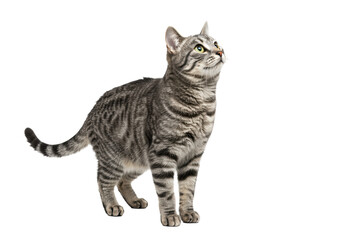 Adult grey mackerel tabby cat with sleek fur and alert amber eyes, standing poised on a transparent isolated background, high angle studio shot, no shadows, curious expression. Concept for pet