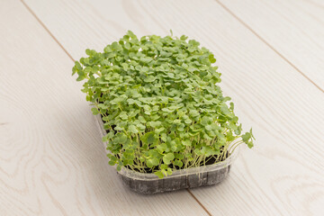 Vibrant green microgreens in a plastic tray, ready for harvest, placed on a wooden background.