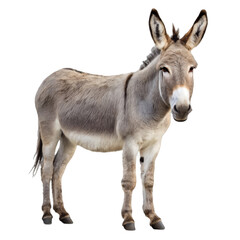 Obraz premium Donkey isolated on transparent background ideal for educational visuals and wildlife content creation