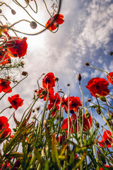 czerwone maki na tle nieba