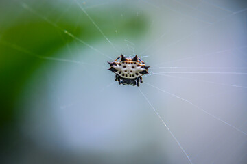 Spiny Orb-Weaver Spider (Gasteracantha cancriformis)