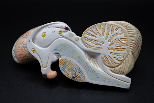 Midsagittal View Of Brainstem And Cerebellum