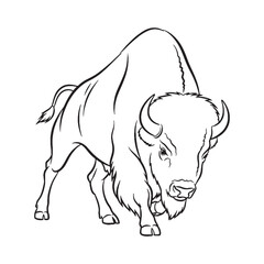 Wild Bison Look Expressed Clearly - Bison vector - Bison Line art - Bison Drawing - Vector Lineart of Bison - Bison illustration - its natural visual distinct appearance

